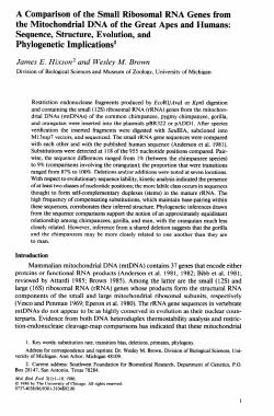 A Comparison of the Small Ribosomal RNA Genes from the