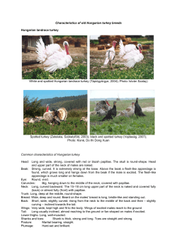 Characteristics of old Hungarian turkey breeds