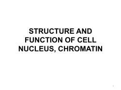 structure and function of cell nucleus, chromatin