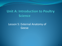 External Anatomy of Geese