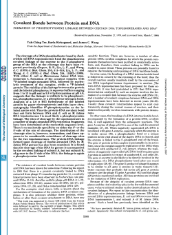 Covalent Bonds between Protein and DNA