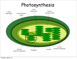 Photosynthesis:respiration review presentation