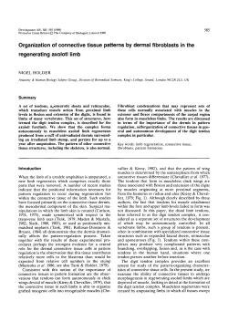 Organization of connective tissue patterns by dermal
