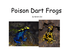 Poison Dart Frogs