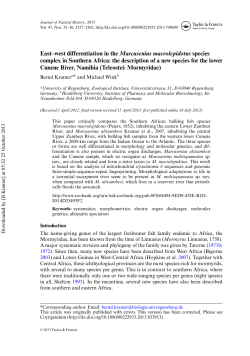 East&ndash;west differentiation in the Marcusenius