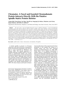 Chromator, a novel and essential chromodomain protein interacts