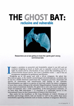 the ghost bat
