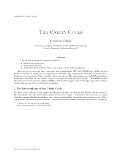 The Calvin Cycle