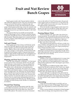 IS1608 Fruit and Nut Review - Bunch Grapes