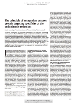 The principle of antagonism ensures protein targeting specificity at