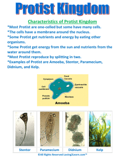 Characteristics of Protist Kingdom