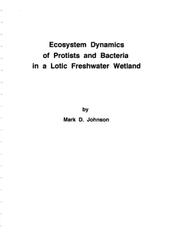 Ecosystem Dynamics of Protists and Bacteria in a Lotic Freshwater