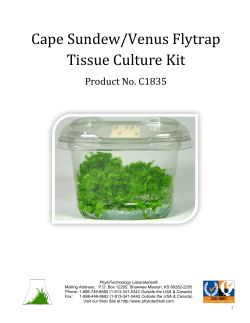 Cape Sundew/Venus Flytrap Tissue Culture Kit