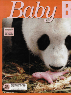 Hua Mei tends to one of her one- day-old twins. Cubs