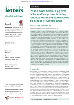 Forelimb muscle function in pig-nosed turtles, Carettochelys