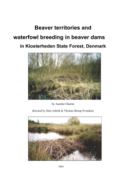 Beaver territories and waterfowl breeding in beaver dams