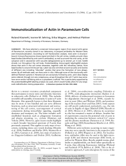 Immunolocalization of actin in Paramecium cells