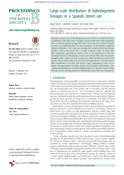 Large-scale distribution of hybridogenetic lineages in a Spanish