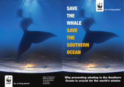 save the whale save the southern ocean