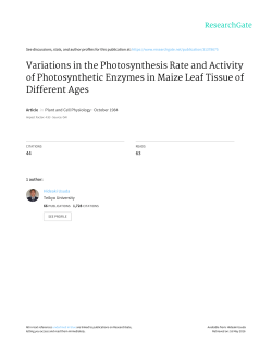 Variations in the Photosynthesis Rate and Activity of