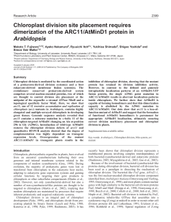 Chloroplast division site placement requires dimerization of the