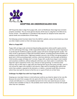 Adopting an Undersocialized Dog