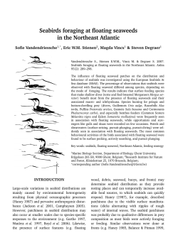 Seabirds foraging at floating seaweeds in the Northeast Atlantic