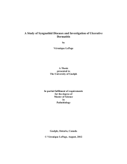 a study of syngnathids diseases and investigation of