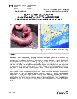 nova scotia bloodworm (glycera dibranchiata)