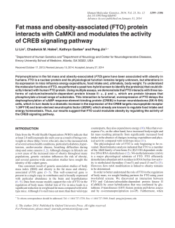 Fat mass and obesity-associated (FTO)
