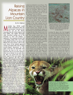 Raising Alpacas in Mountain Lion Country