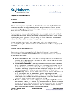 destructive chewing - St. Hubert`s Animal Welfare Center