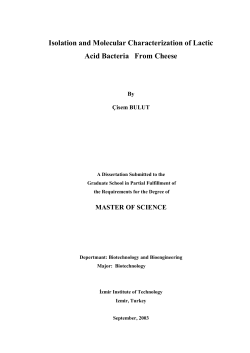 Isolation and Molecular Characterization of Lactic Acid