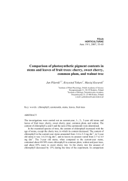 Comparison of photosynthetic pigment contents in stems and leaves