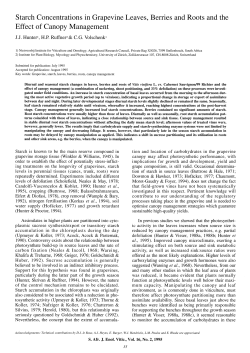 Starch Concentrations in Grapevine Leaves, Berries and Roots and