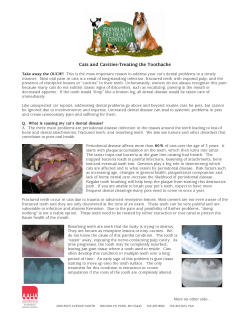 Cats and Cavities-Treating the Toothache