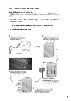 Topic 7 - Gel Electrophoresis and DNA fingerprinting