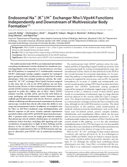 Endosomal Na (K )/H Exchanger Nhx1/Vps44 Functions
