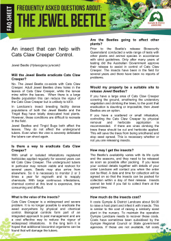 An insect that can help with Cats Claw Creeper Control.