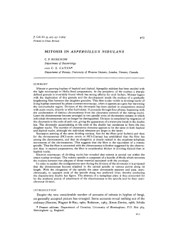 MITOSIS IN ASPERGILLUS NIDULANS