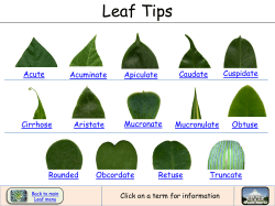 Leaf Tips
