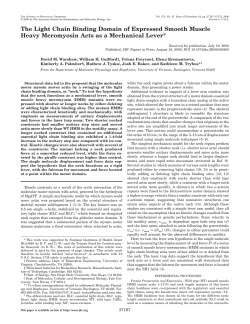 The Light Chain Binding Domain of Expressed Smooth Muscle
