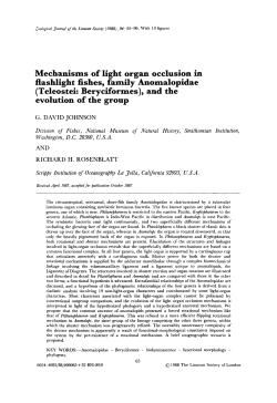 Mechanisms of light organ occlusion in flashlight fishes, family