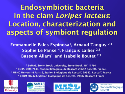 Endosymbiotic bacteria in the bivalve Loripes lacteus: Localization