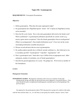 topic #11: gymnosperms