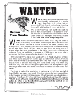 Brown Tree Snake