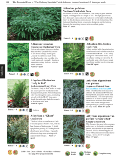 Hardy Ferns - The Perennial Farm