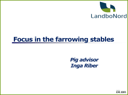 Nursing sows