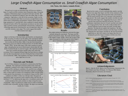 Large Crawfish Algae Consumption vs Small