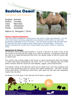 Bactrian Camel - Peterborough Utilities Group
